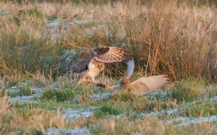 Short-eared owl Cliff Gilbert 2.jpg